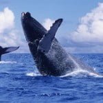 ballenas-int