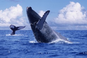 La temporada de avistamiento de ballenas inicia a partir del próximo 8 de diciembre. Foto: Especial.