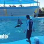 delfin-int3