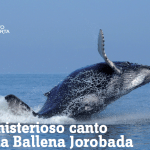 ballena-bahia-1