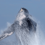 ballena-bahia-2