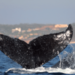 ballena-bahia-3