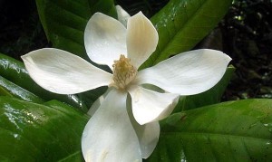 Magnolia Vallartensis”, descubierta por científicos de la Universidad de Guadalajara.