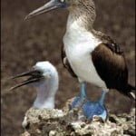 aves san blas-int 2