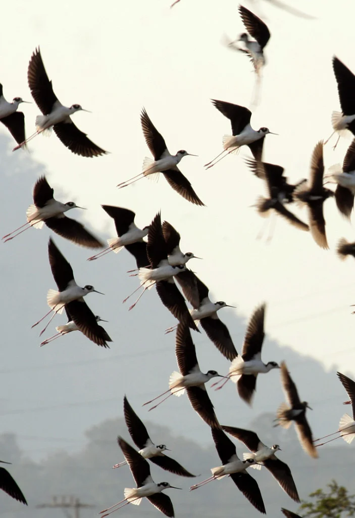 Lagunas Encantadas sede del 2do. Festival de Aves Migratorias 3 aves-bahia-int