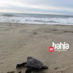 tortugas-bahia-int 3