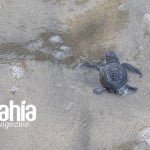 tortugas-bahia-int2