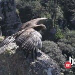 aguila2
