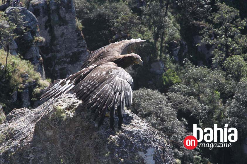 recientemente el funcionario federal visitó tierras nayaritas para liberar un águila real en su hábitat natural. (Foto: Cortesía Gob. del Estado).