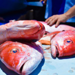 Bahia Magazine Fish Market HardRock8 On Bahia Magazine Destinos pesca Evento