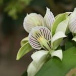 bahia-magazine_jardin-botanico4