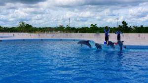 dolphin-discovery-punta-cana3