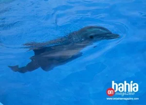 Aquaventuras Park de Dolphin Discovery regala 10,000 Sonrisas 9 dolphy07