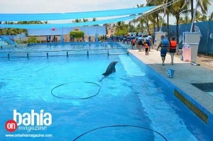 Aquaventuras Park de Dolphin Discovery regala 10,000 Sonrisas 15 dolphy15