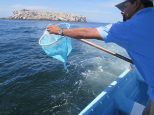 islas marietas limpieza5 On Bahia Magazine Destinos Ecología Entrada