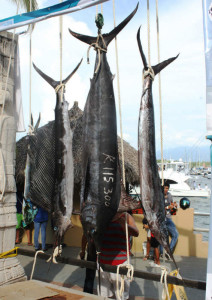 pesca bahia 6 On Bahia Magazine Destinos marlin Evento