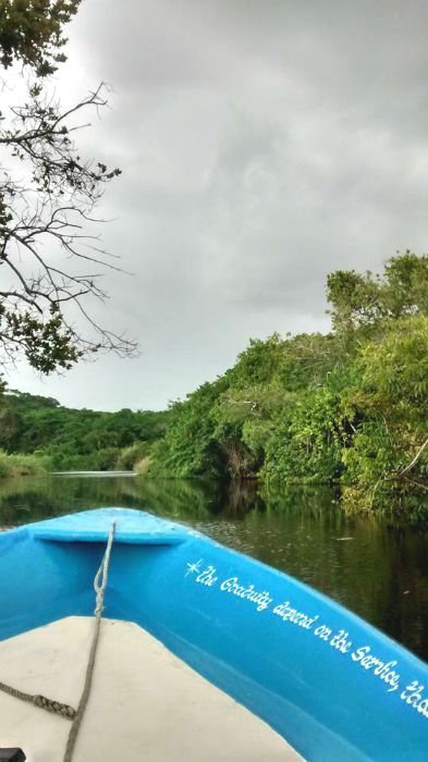 Manglares de la Tovara.