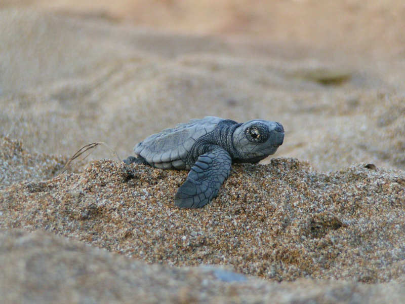 tortuga-marina-en-la-playa