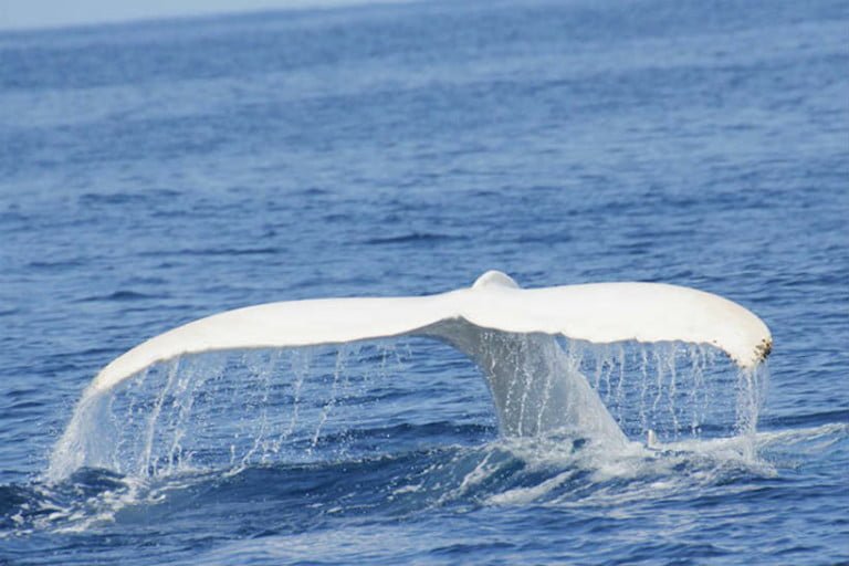 Confirma Conanp presencia de ballena albina en BCS