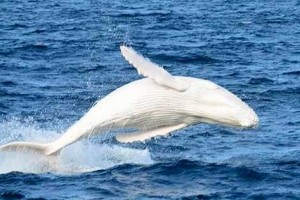 ballena albina2