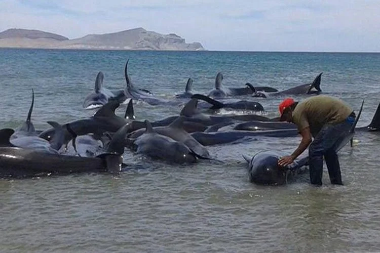 Mueren 24 ballenas en playa de Baja California tras varamiento 3 ballenas-varamiento-baja-california2