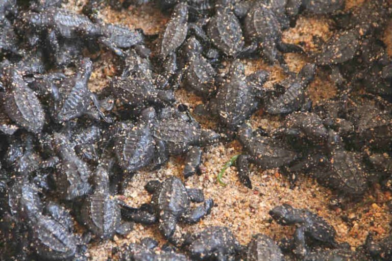 Puerto Vallarta inicia programa de protección a la tortuga marina