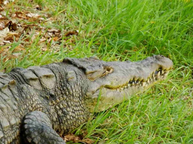 Santuario de Cocodrilos «El Cora» en el estero El Quelele