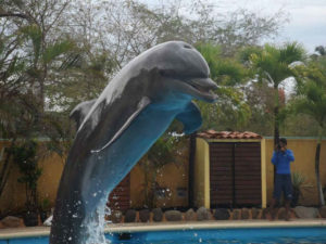 protesta-delfines-vallarta