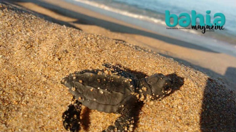 Tortuga marina, la eterna lucha por sobrevivir