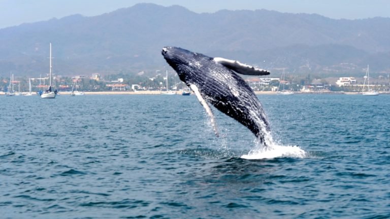 Ballenas jorobadas, las visitantes más distinguidas