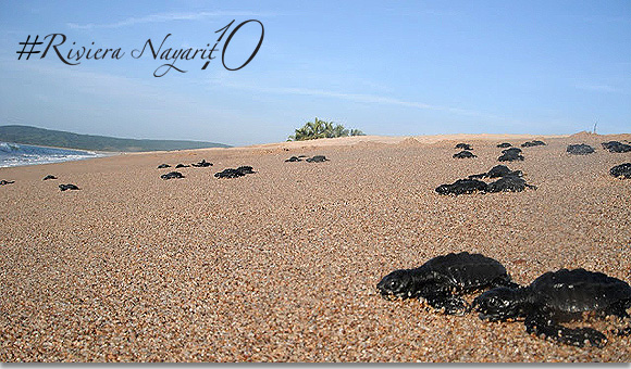 vida salvaje riviera nayarit2 On Bahia Magazine Destinos nayarit Evento