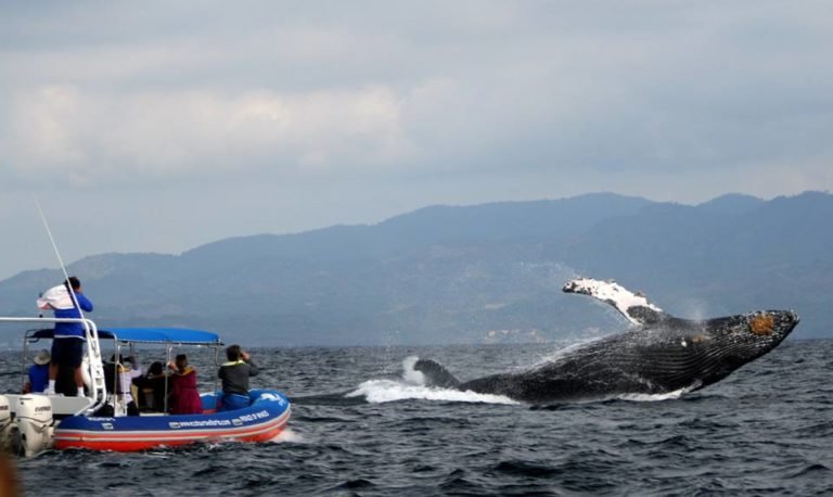Califican excelente, temporada de avistamiento de ballenas