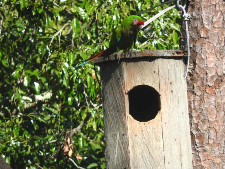 Regresa la Guacamaya Verde Militar a la región de Puerto Vallarta