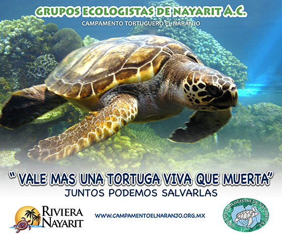 concurso salvemos tortuga marina On Bahia Magazine Destinos Cultura Entrada