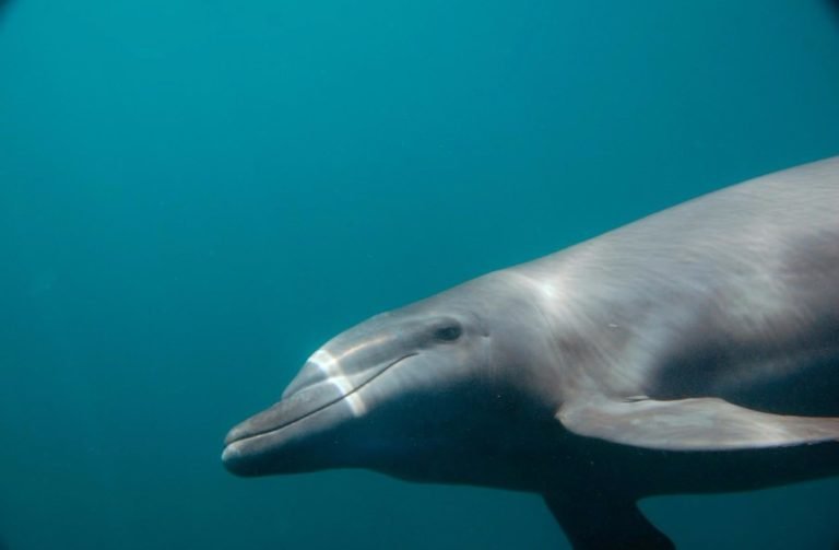 Muestran riqueza marina de Puerto Vallarta en La Isla
