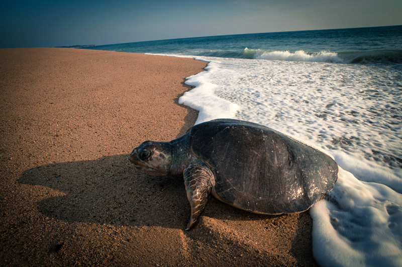 tortugas golfinas2 On Bahia Magazine Destinos playa Evento