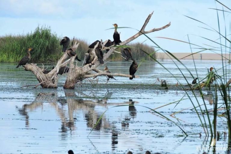 Celebrará Riviera Nayarit el Día Mundial de los Humedales