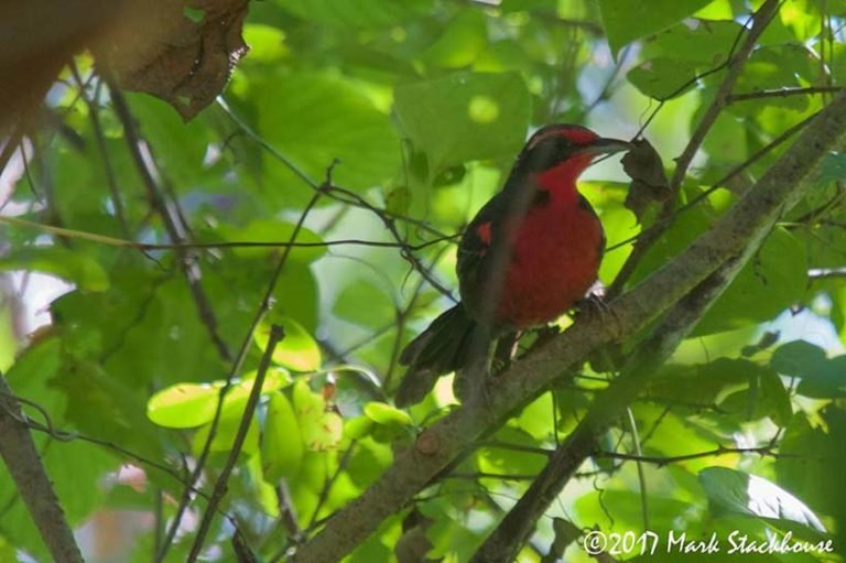 La Riviera Nayarit va que vuela para ser el mejor destino “pajarero»