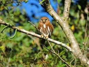 pajaro02