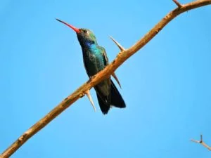 pajaro03