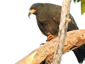 pajaro04