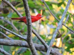 pajaro05