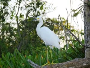 pajaro06