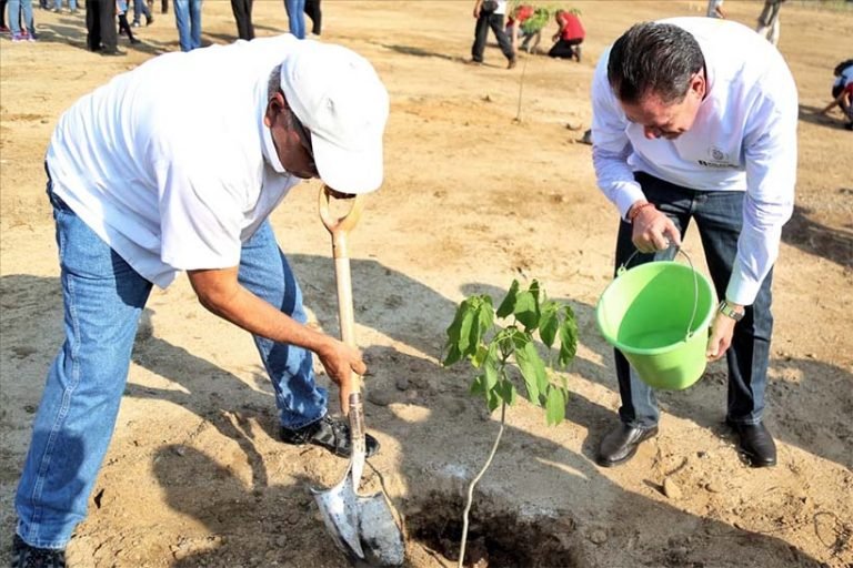 Sembrarán en Bahía más de 4 mil árboles