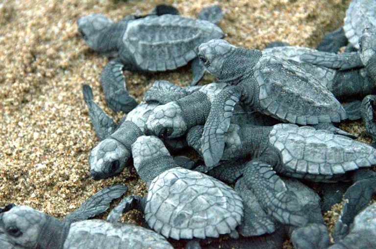 Proteger y liberar tortugas marinas ¡Toda una experiencia en Riviera Nayarit!