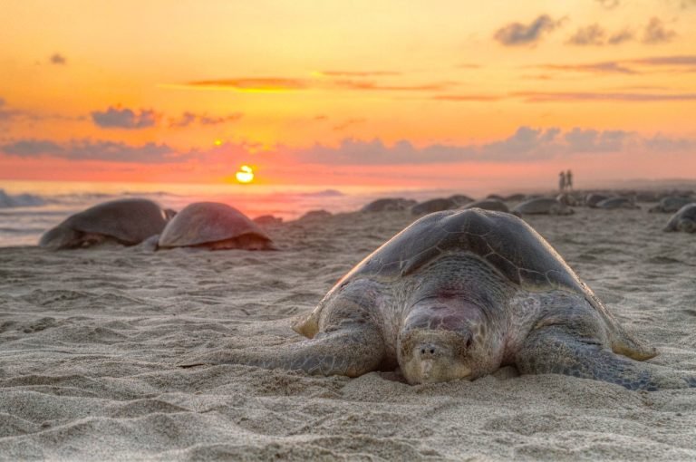 Los mejores destinos en México para el turismo sustentable
