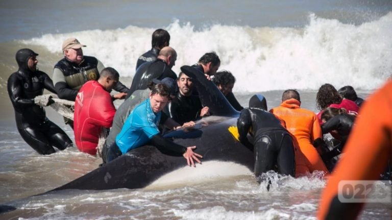 Grupo Dolphin en Argentina atienden un varamiento masivo de orcas