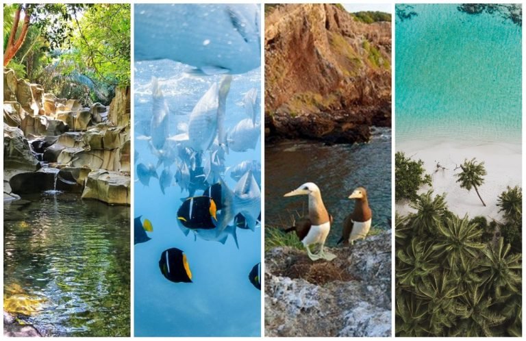 Riviera Nayarit promueve la conciencia y acción en favor del ambiente