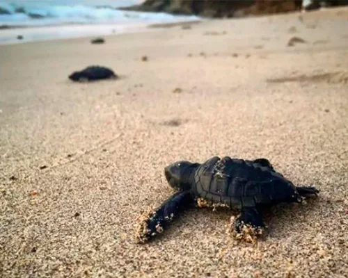 Disfruta en Puerto Vallarta de las más emocionantes actividades eco friendly para toda la familia 6 tortugas