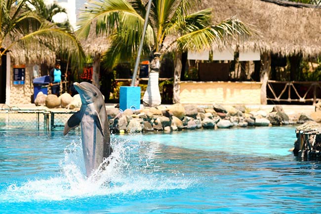 dolphyn05 On Bahia Magazine Destinos Turismo Medico Entrada